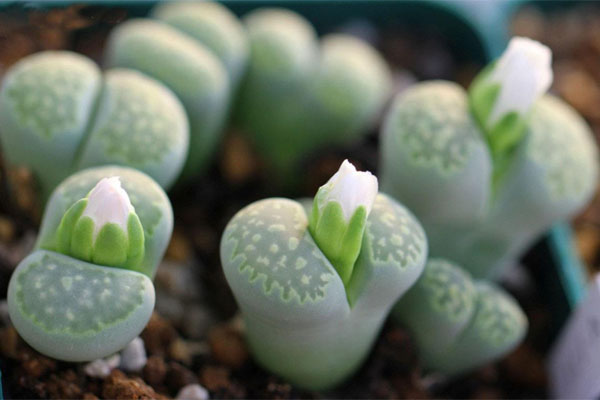 多肉植物施什么肥好，種植過程中需要注意哪些？