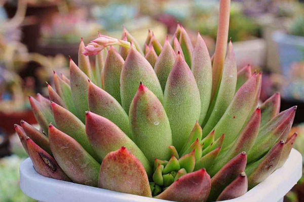 多肉植物施什么肥好，種植過程中需要注意哪些？