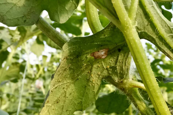 黑龍江大棚種植有機(jī)蔬菜（辣椒）防治蚜蟲小妙招