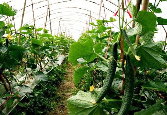 有機肥對作物和化肥有哪些促進作用？