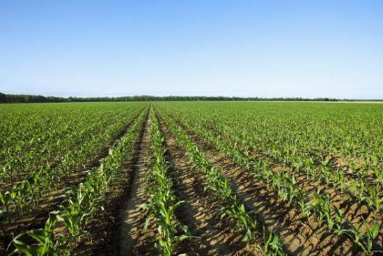 福建施用傳統(tǒng)有機(jī)肥的作用怎樣