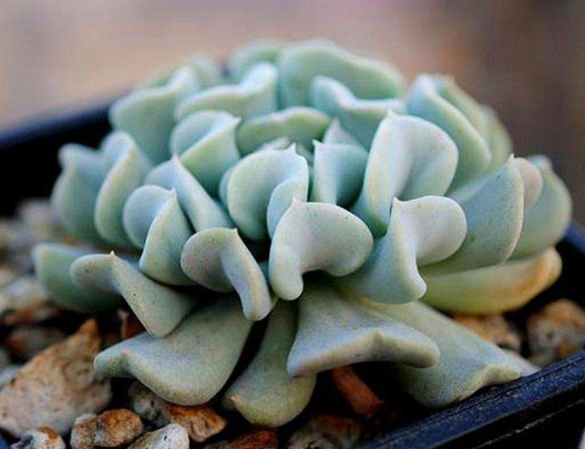 福建施用生物有機(jī)肥的作用怎樣