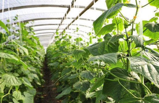 施用有機(jī)肥有哪些作用？