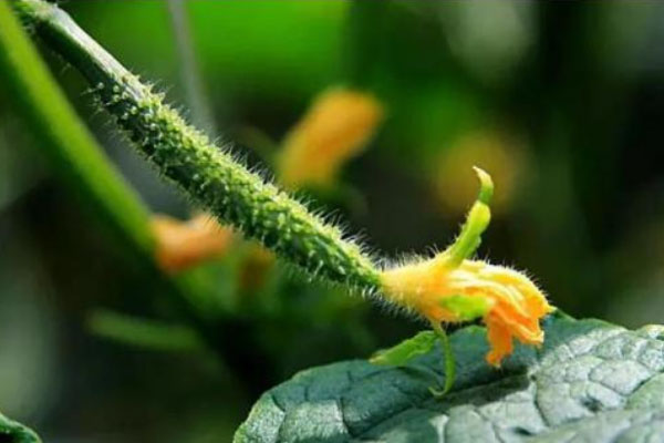 湖南根結線蟲防治特效生物菌種