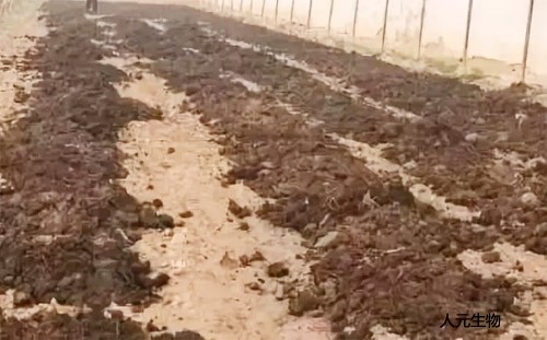 糞肥利用是豬糞處理常用方案，卻很難推廣應(yīng)用，原因是什么？