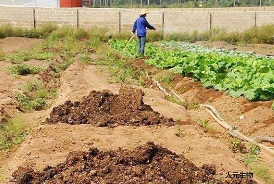 內(nèi)蒙糞肥利用是豬糞處理常用方案，卻很難推廣應(yīng)用，原因是什么？
