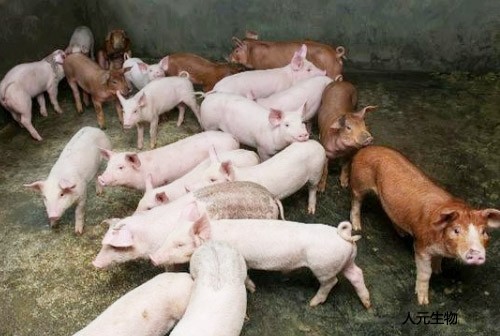 我國(guó)豬糞利用方面未來發(fā)展趨勢(shì)怎樣？