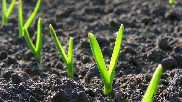 微生物菌劑為什么價格這么高還受到大家喜歡？