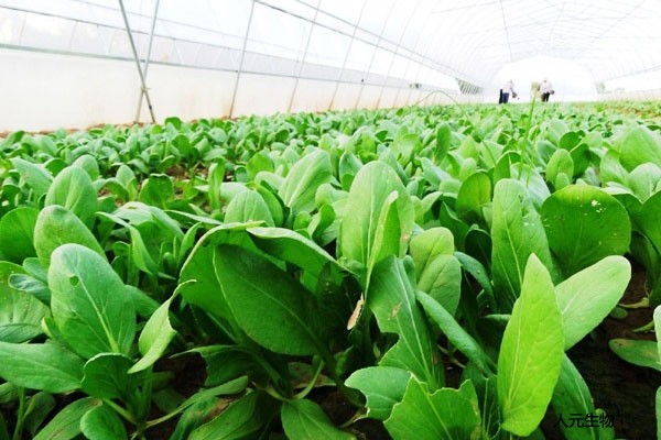 田地施用有機肥的好處有哪些？