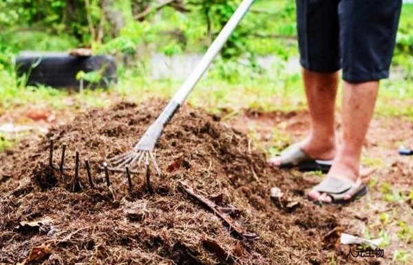 怎么給月季施肥才對？需要抓住冬天施肥的好時機