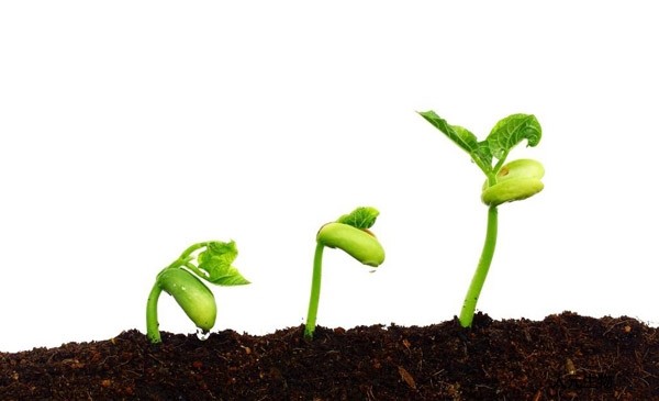 月季到了冬季要不要施肥？