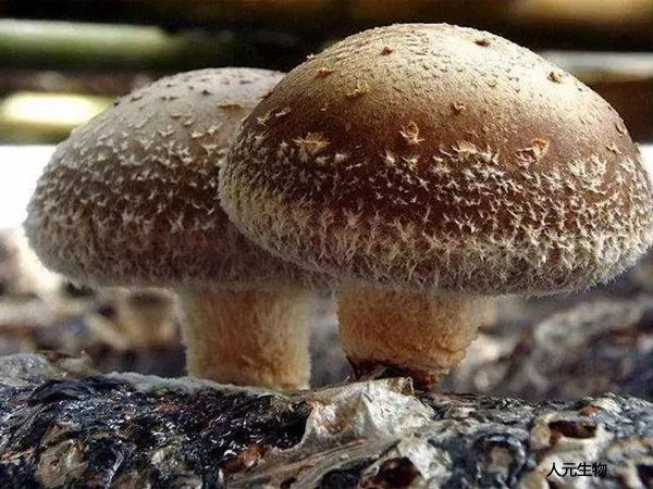 貴州蘑菇菌渣發(fā)酵做有機肥料詳細流程