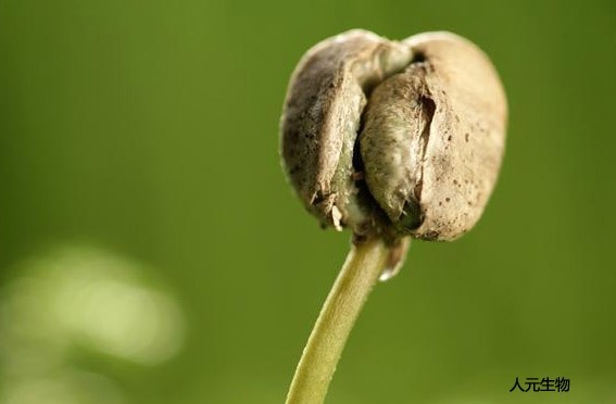 黑龍江有機物料腐熟劑