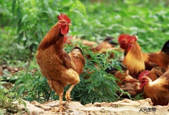 雞糞發(fā)酵方法