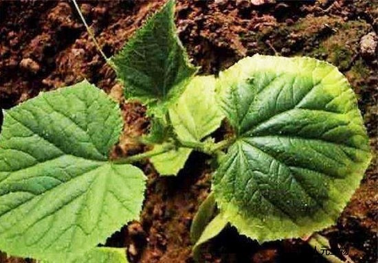 果園有機(jī)肥怎么施用效果才好？