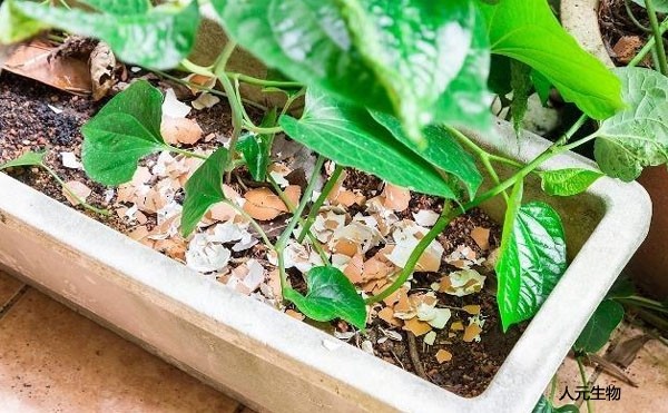 微生物菌肥和復合肥，有機肥一起使用需要注意什么？