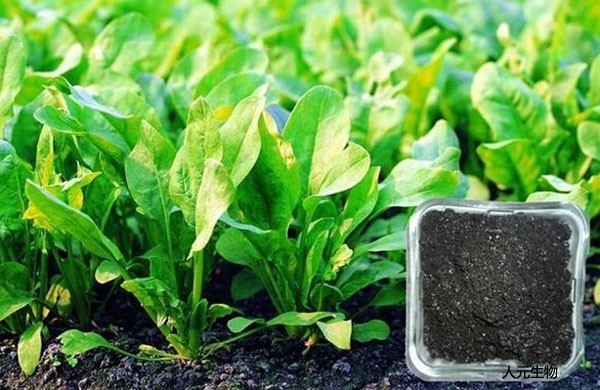 微生物菌肥和復合肥，有機肥一起使用需要注意什么？