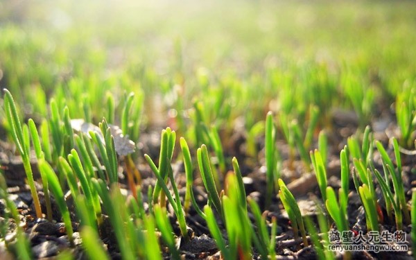 都說生物有機(jī)肥好，生物有機(jī)肥與其他肥料相比有什么區(qū)別？