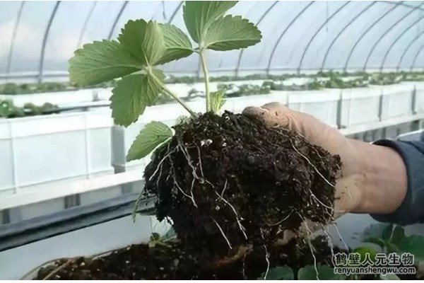 有機(jī)肥究竟是什么？