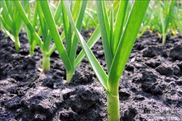 河南大蒜常見病害的防居然要這樣防治