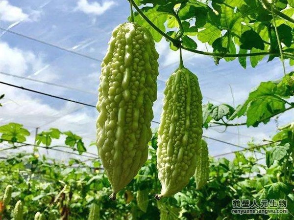 河南苦瓜的種植技術(shù)居然有這樣的奧秘