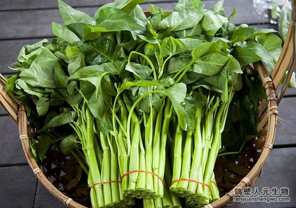 河南如何識(shí)別、防治空心菜白銹病