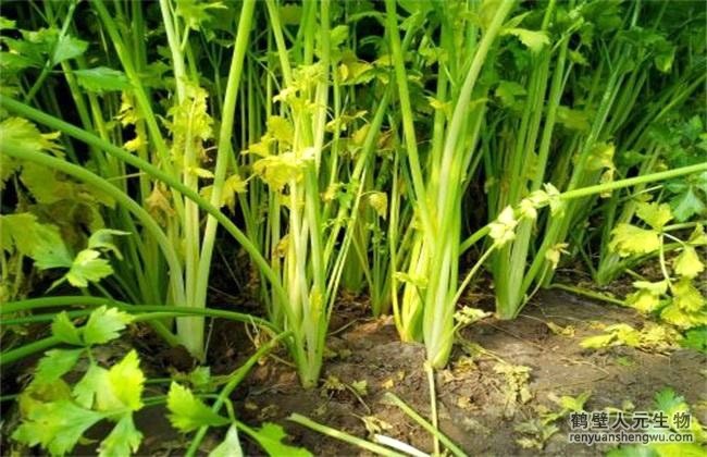 河南防治芹菜葉柄開裂和爛心