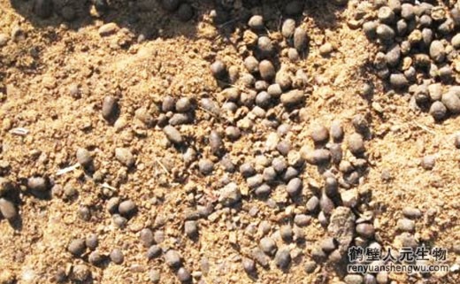 安徽羊糞有機(jī)肥的優(yōu)缺點(diǎn)
