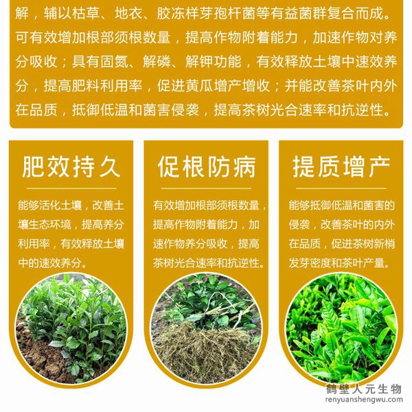 有效的抵御低溫和菌害的侵襲；同時，使用本品能在一定程度上降解或減少茶葉中的農(nóng)殘及重金屬含量，并能改善茶葉的內(nèi)外在品質(zhì)。使用本品種植的茶葉在氨基酸、茶多酚和咖啡因的含量上都有提高。