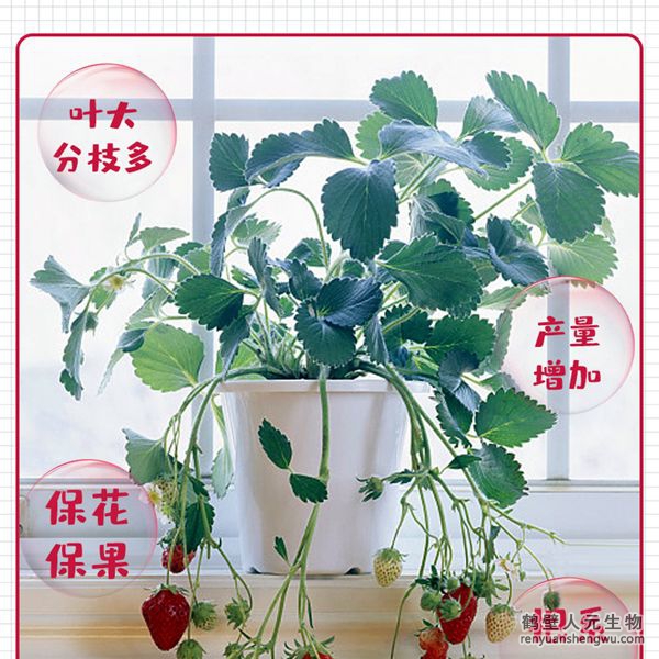 草莓專用菌肥有效活菌數(shù)量大，生命力強，為種植草莓量身定制。