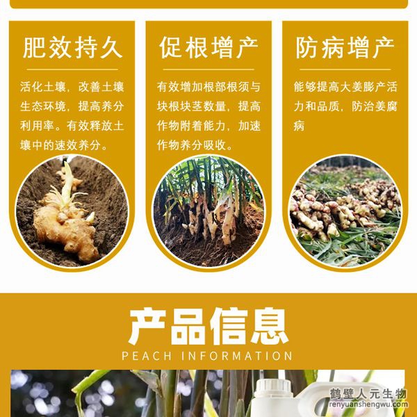 增強大姜營養(yǎng)免疫殺菌力，根系發(fā)達、植株粗壯，控制瘋長，防止凍害，增加塊根塊莖數(shù)，提高葉綠素含量，增強光合作用，腋芽不斷分生可發(fā)生多次，次生根莖，從生密集成塊狀，