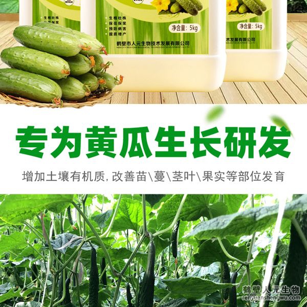 可有效增加根部須根數(shù)量，提高作物的附著能力；使作物主根粗壯、須根濃常，加速作物對(duì)養(yǎng)分的吸收；富含的有益菌具有面氮、解磷、解鉀功能，有效釋放土壤中的速效養(yǎng)分，