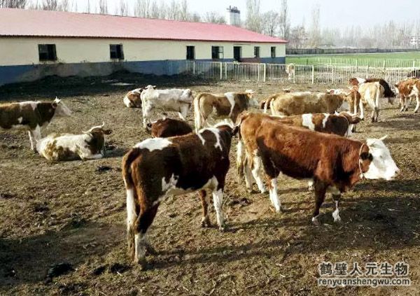 牛糞怎么發(fā)酵，堆放多久可以做肥料